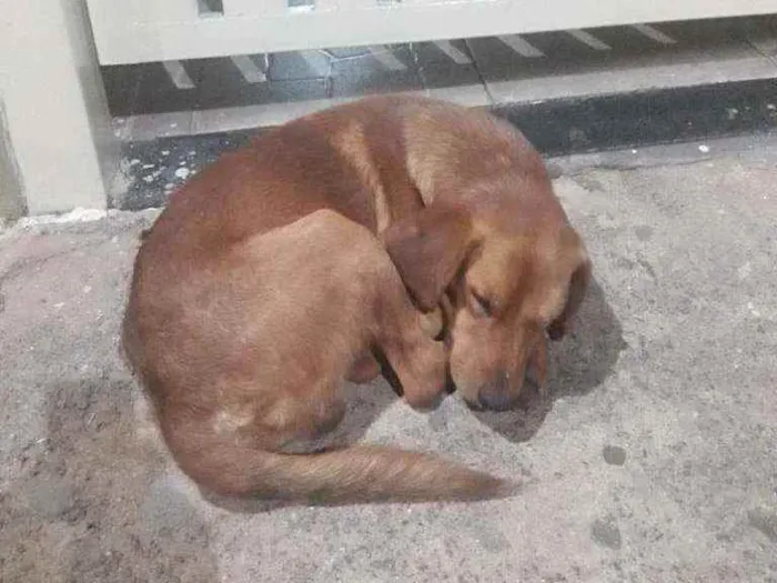 Cachorro ra a Não sei  idade 1 ano nome Não sei 