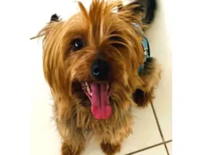 Cachorro raça Yorkshire idade 3 anos nome YORK