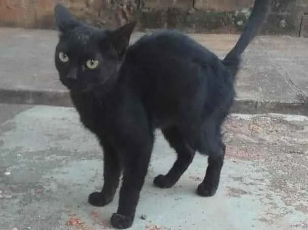 Gato ra a  idade 2 a 6 meses nome Ainda sem nome