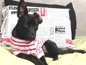 Cachorro raça SRD idade 1 ano nome Rosinha