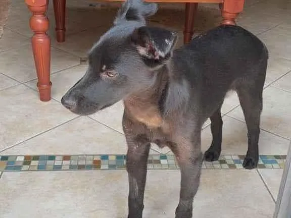 Cachorro raça SRD idade 1 ano nome Rosinha