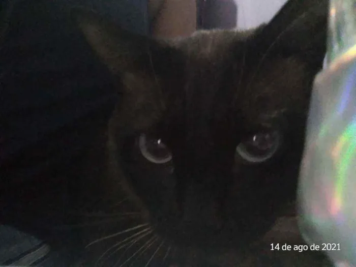 Gato ra a Siamés idade 3 anos nome Nana