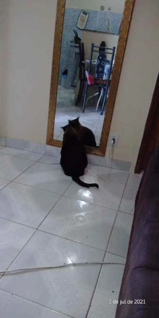 Gato ra a Siamés idade 3 anos nome Nana