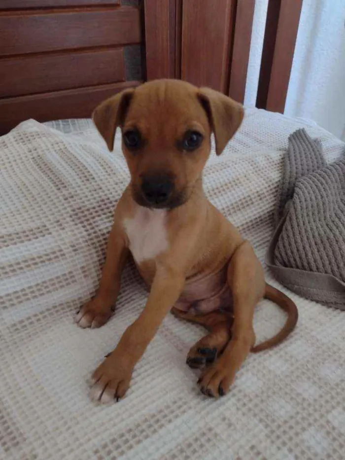 Cachorro ra a SRD idade 2 a 6 meses nome Mike