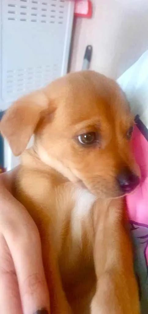 Cachorro raça Std idade 2 a 6 meses nome Puppi bebê lindo 