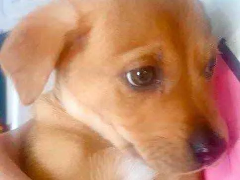 Cachorro raça Std idade 2 a 6 meses nome Puppi bebê lindo 