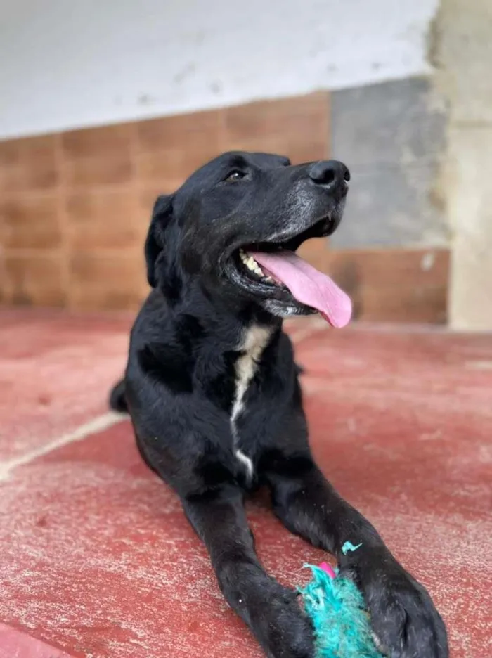 Cachorro ra a Labrador idade 4 anos nome APOLO