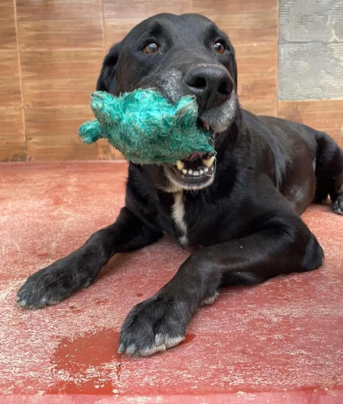 Cachorro ra a Labrador idade 4 anos nome APOLO