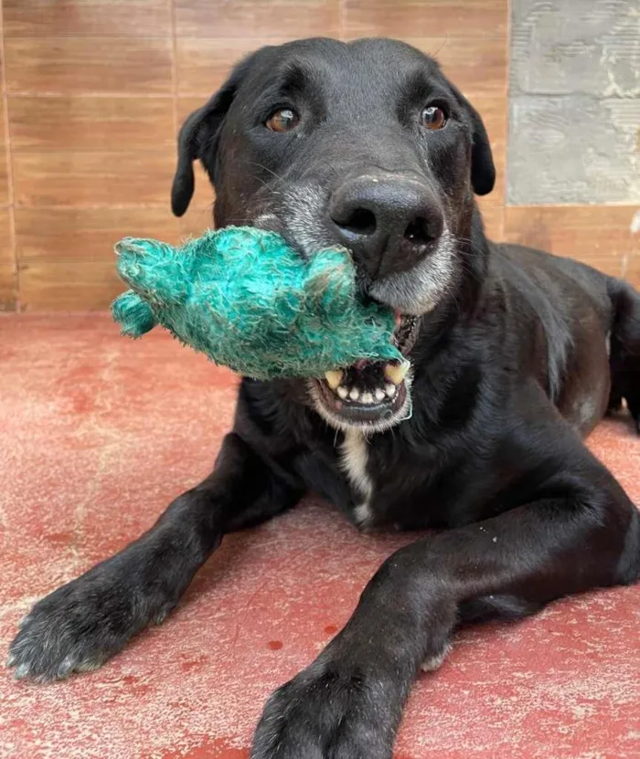 Cachorro ra a Labrador idade 4 anos nome APOLO