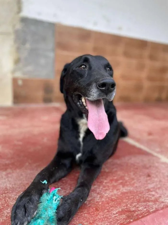 Cachorro ra a Labrador idade 4 anos nome APOLO