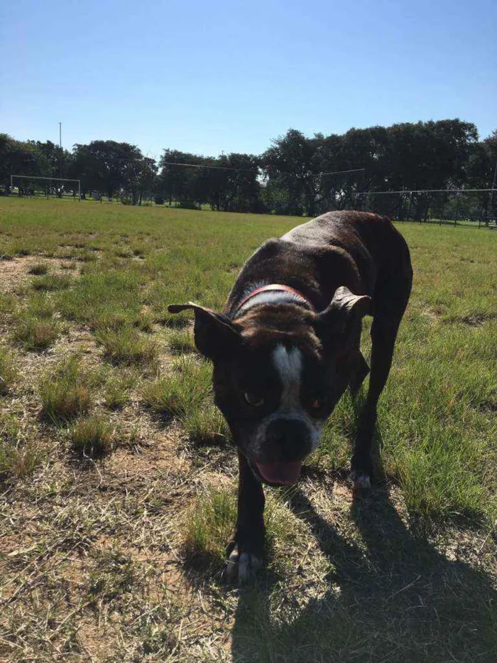 Cachorro ra a Boxer idade 4 anos nome Blue