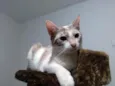 Branquinha