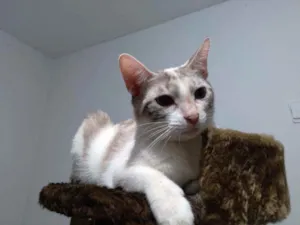 Gato raça srd idade 1 ano nome Branquinha