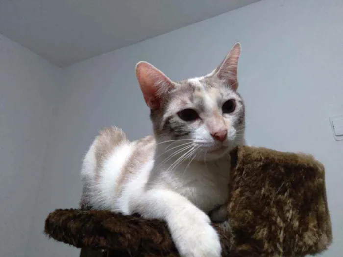 Gato ra a srd idade 1 ano nome Branquinha