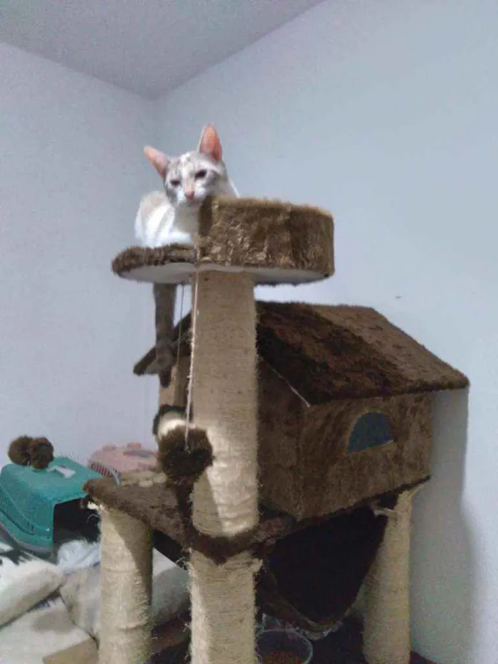 Gato ra a srd idade 1 ano nome Branquinha