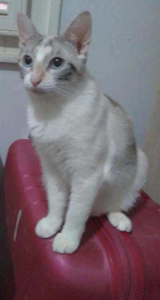 Gato ra a srd idade 1 ano nome Branquinha