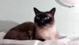 Gato raça Siamês  idade 1 ano nome Nick 