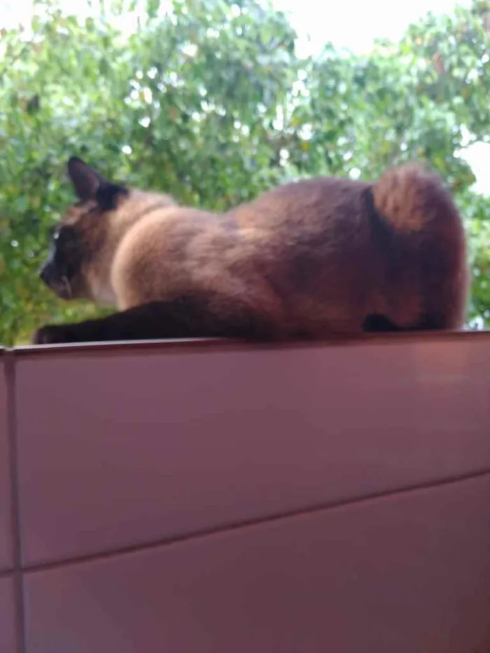 Gato raça Siamês  idade 1 ano nome Nick 