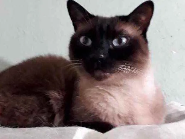 Gato raça Siamês  idade 1 ano nome Nick 