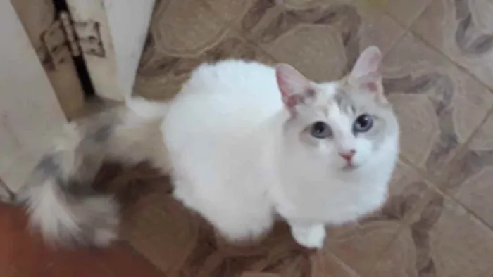 Gato raça Srd idade 7 a 11 meses nome Belinha linda 