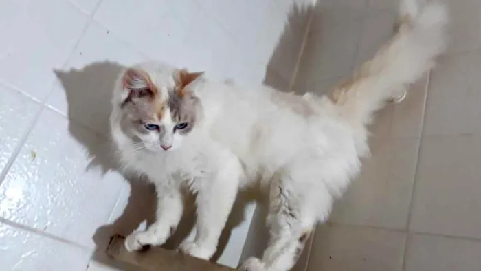 Gato raça Srd idade 7 a 11 meses nome Belinha linda 