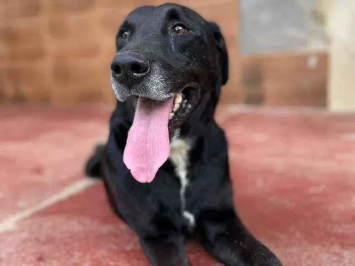 Cachorro ra a Labrador idade 4 anos nome APOLO