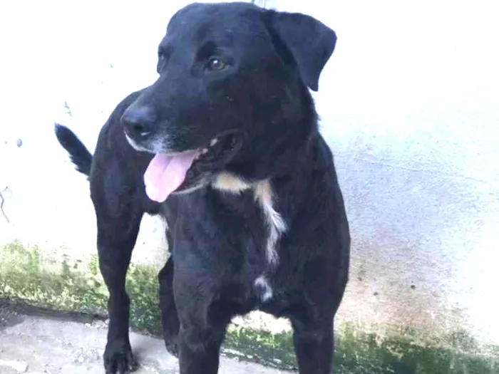 Cachorro ra a Labrador idade 4 anos nome APOLO