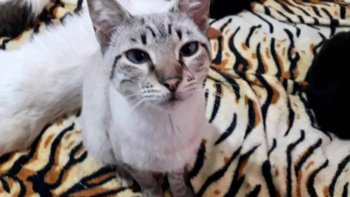 Gato raça Srd idade 2 a 6 meses nome Biscoito bb lindo 