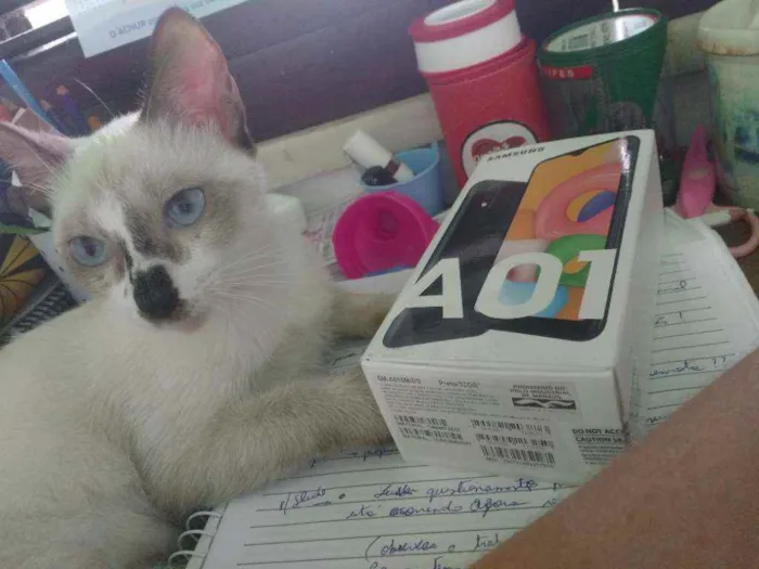 Gato ra a siamesa idade 7 a 11 meses nome Juliete