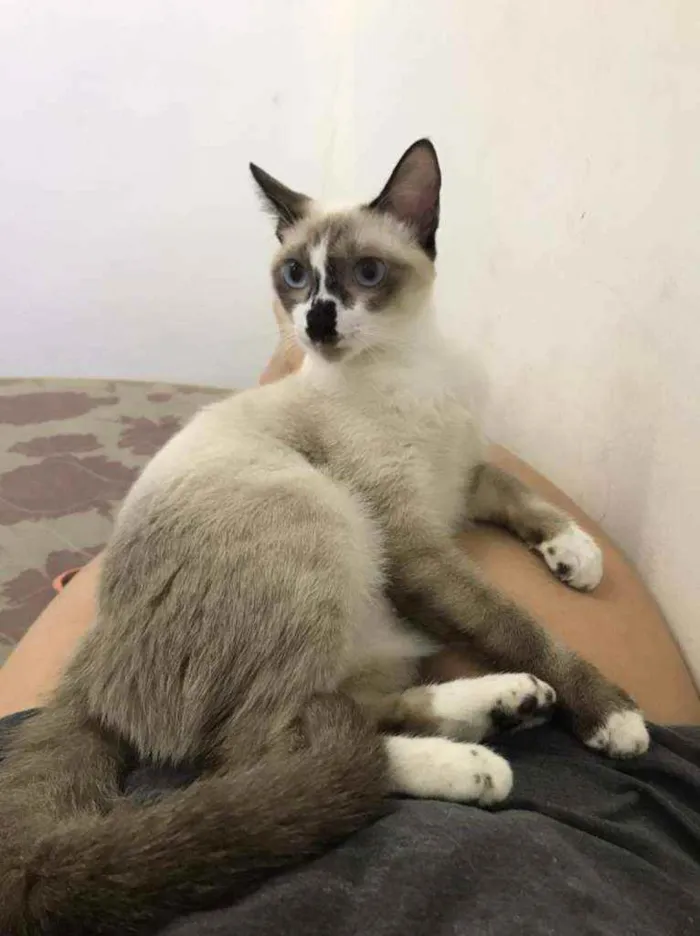 Gato ra a siamesa idade 7 a 11 meses nome Juliete