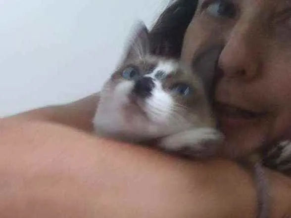 Gato ra a siamesa idade 7 a 11 meses nome Juliete