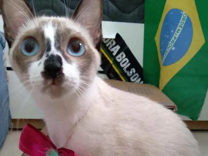 Gato ra a siamesa idade 7 a 11 meses nome Juliete