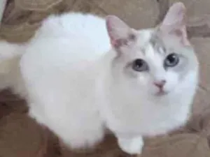 Gato raça Srd idade 7 a 11 meses nome Belinha linda 