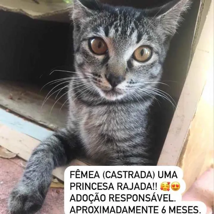 Gato ra a Srd idade 2 a 6 meses nome Filhotes