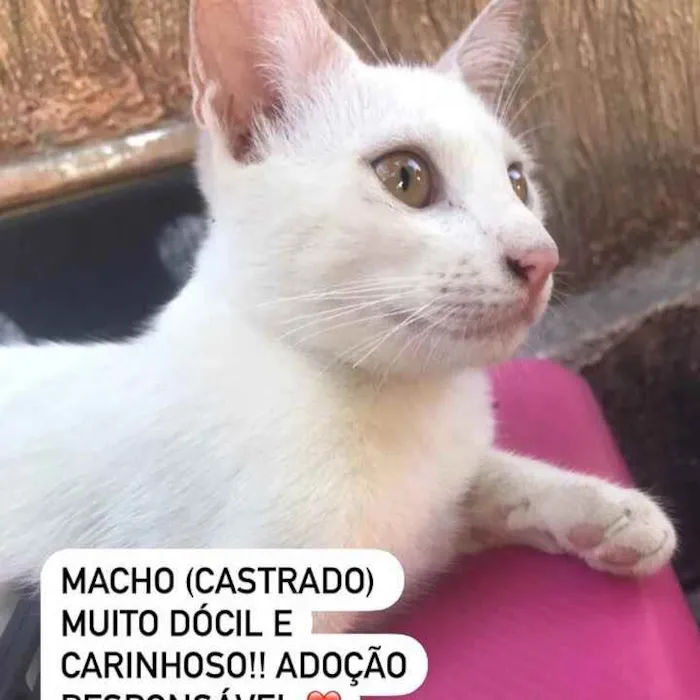 Gato ra a Srd idade 2 a 6 meses nome Filhotes