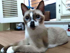 Gato raça siamesa idade 7 a 11 meses nome Juliete