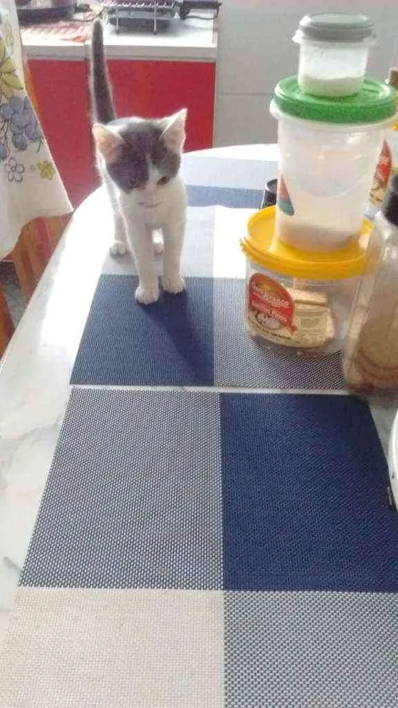 Gato raça SRD idade 2 a 6 meses nome Mika