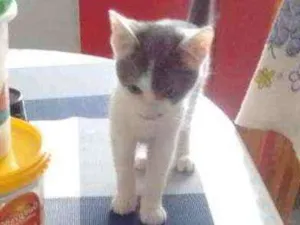 Gato raça SRD idade 2 a 6 meses nome Mika