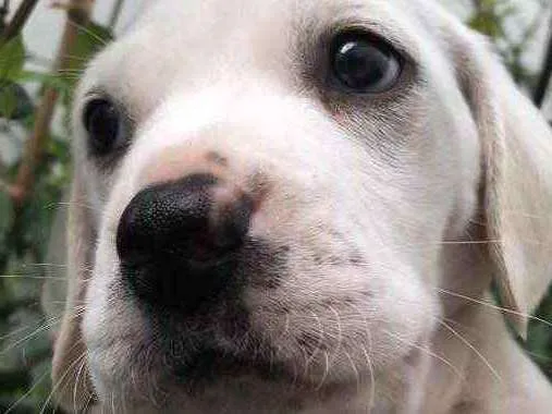 Cachorro raça SRD  idade Abaixo de 2 meses nome Sem Nome