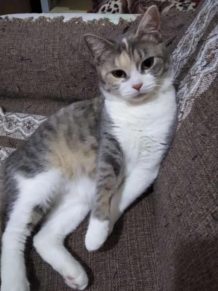 Gato raça SRD-ViraLata idade 1 ano nome SERENA