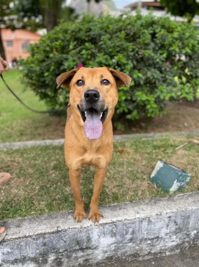 Cachorro ra a SRD-ViraLata idade 1 ano nome XUXA