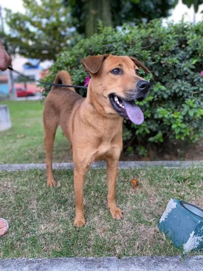 Cachorro ra a SRD-ViraLata idade 1 ano nome XUXA