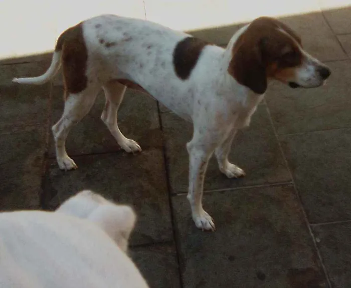 Cachorro raça Perdigueiro idade 2 anos nome Clara