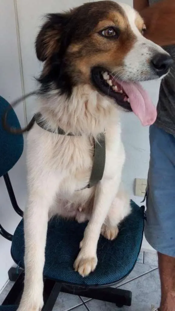 Cachorro raça SRD-ViraLata idade 4 anos nome TOM