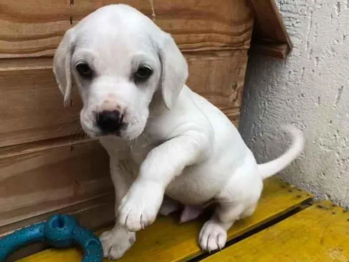 Cachorro raça SRD  idade Abaixo de 2 meses nome Sem Nome