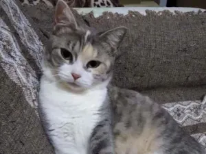 Gato raça SRD-ViraLata idade 1 ano nome SERENA