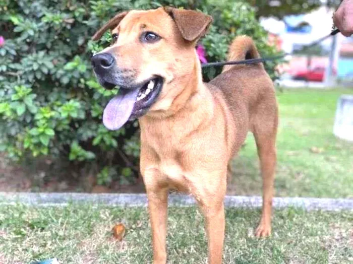 Cachorro ra a SRD-ViraLata idade 1 ano nome XUXA