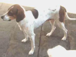 Cachorro raça Perdigueiro idade 2 anos nome Clara