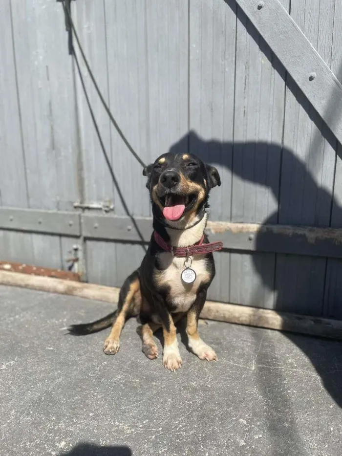 Cachorro ra a SRD-ViraLata idade 2 anos nome BENJAMIN