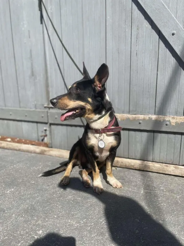 Cachorro ra a SRD-ViraLata idade 2 anos nome BENJAMIN